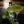Load image into Gallery viewer, Lime Gin Liqueur 500ml displayed on grey slate next to mango cocktail with fresh Lime garnish. Lime Gin Liqueur, fruit gin liqueur by Newy Distillery.
